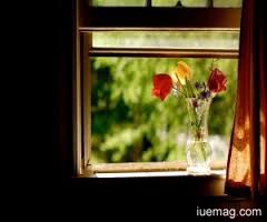 the window,patience,life