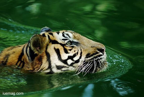 Interesting Facts about the Majestic Royal Bengal Tigers