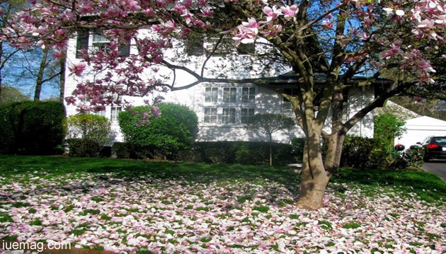 magnolia,nature