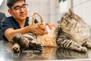 How to Choose the Right Veterinary Summer Camp for Your Teen