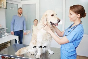 How to Choose the Right Veterinary Summer Camp for Your Teen