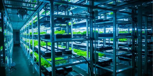 Why Hydroponic Farming is Gaining Popularity Among Urban Growers