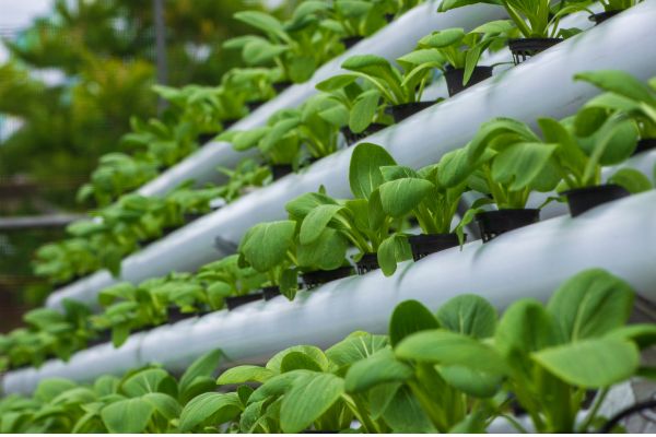 Why Hydroponic Farming is Gaining Popularity Among Urban Growers Why Hydroponic Farming is Gaining Popularity Among Urban Growers