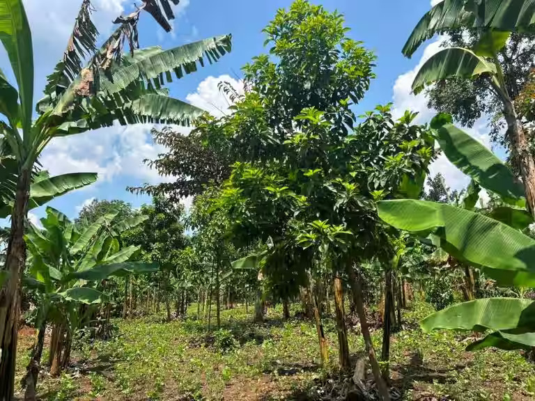 A Tree for Every World Health Summit 2026 Participant TAU is Turning Climate Action Into Health Action