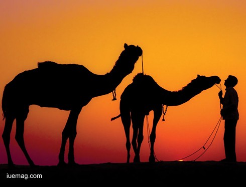 Camel Festival : A Deserving Tribute 