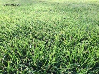 Kikuyu Turf Supplier